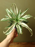 Dracaena Jade Jewel 4 Inch