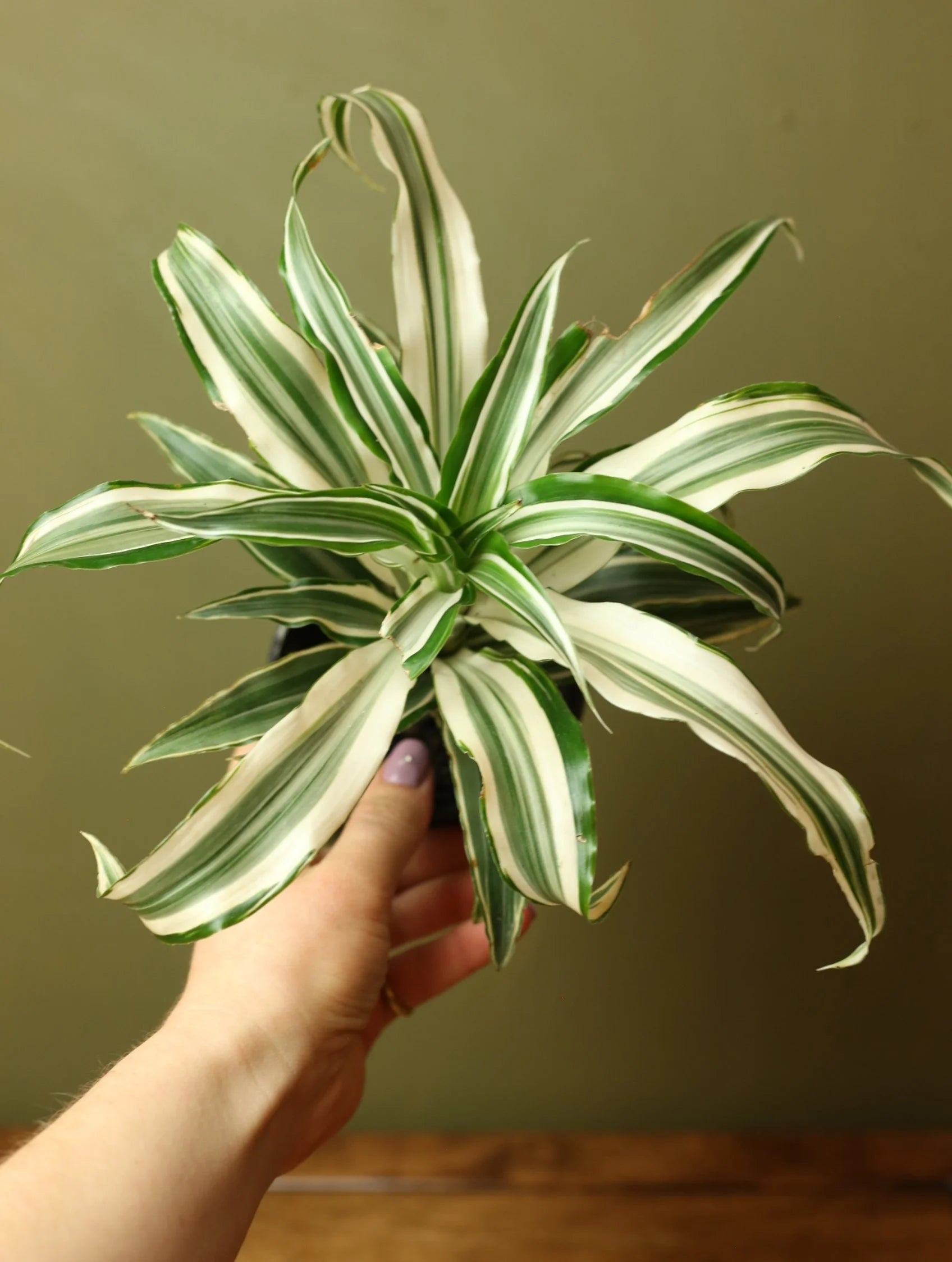 Dracaena Jade Jewel 4 Inch