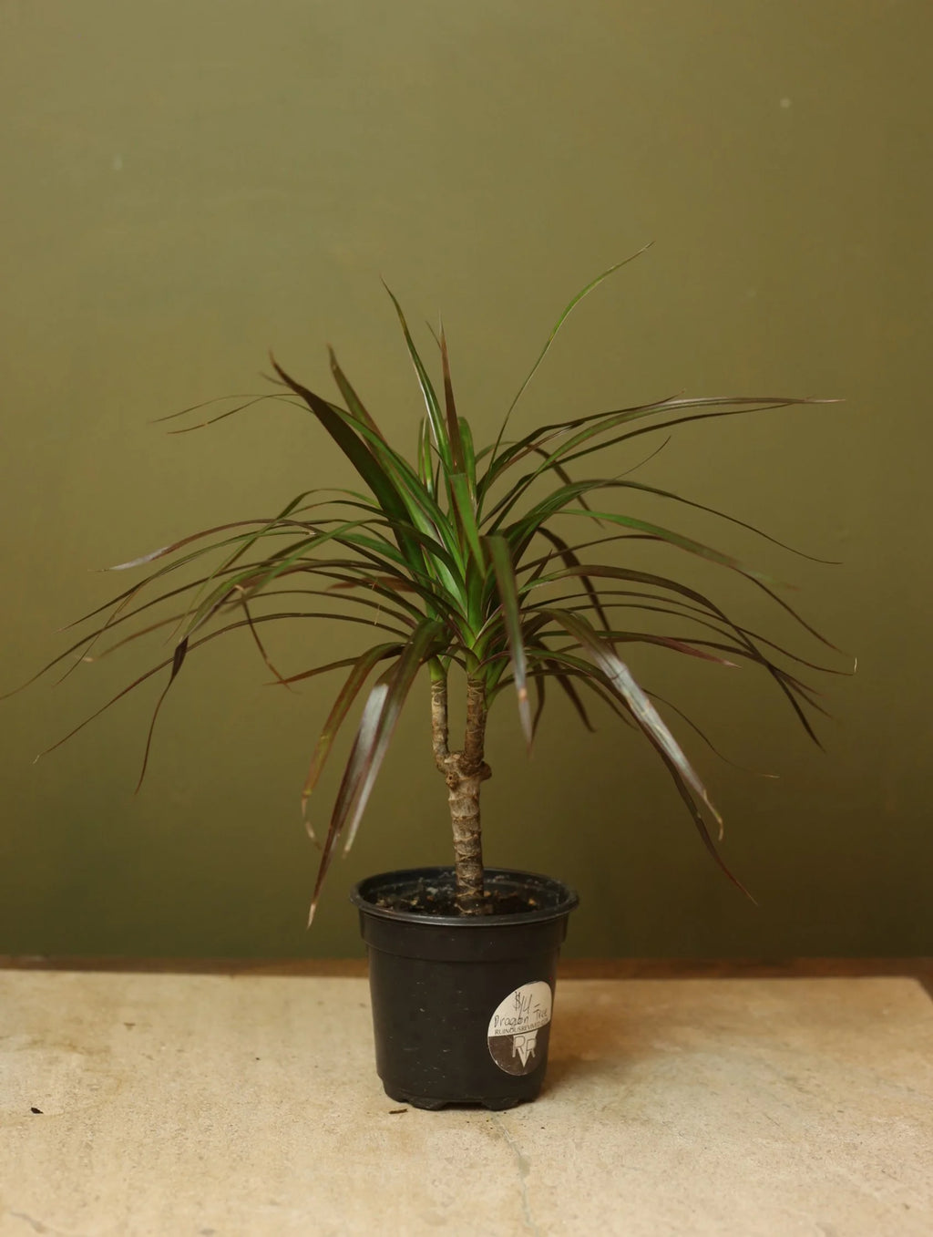 Dragon Tree 4 Inch