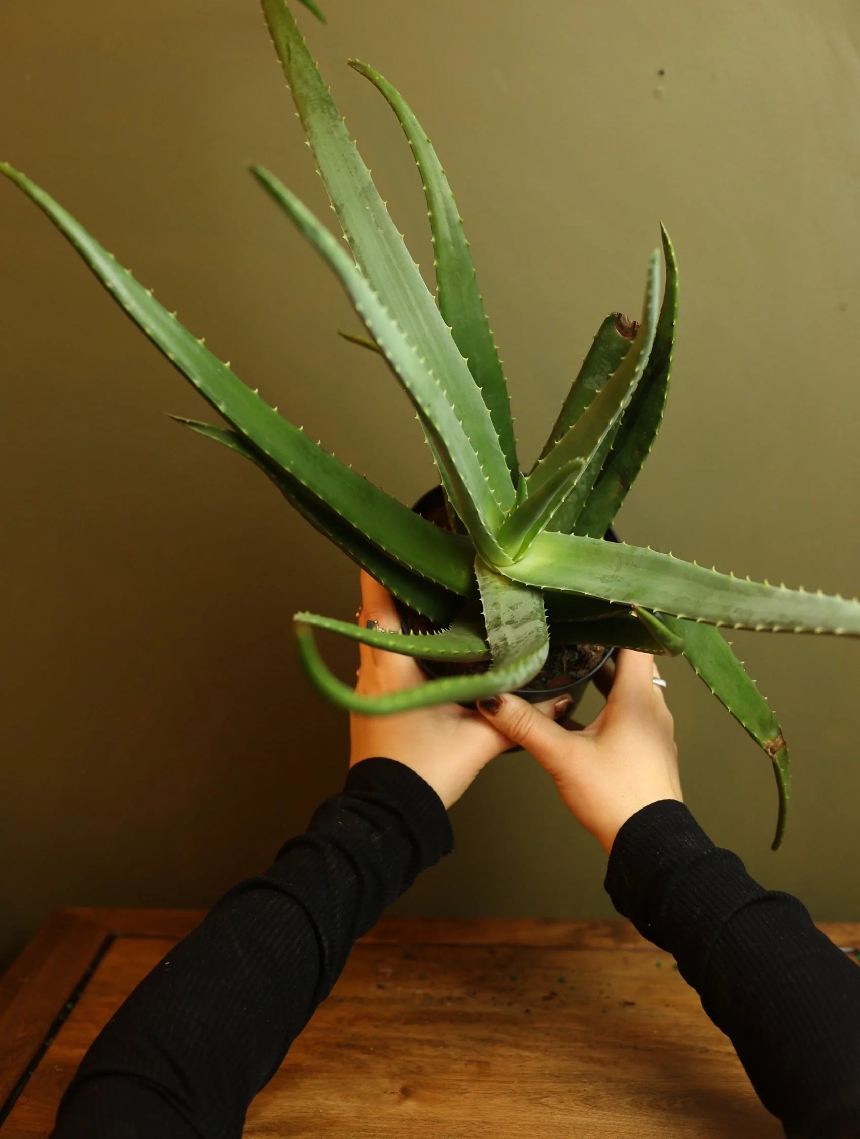 Aloe Vera 6 Inch