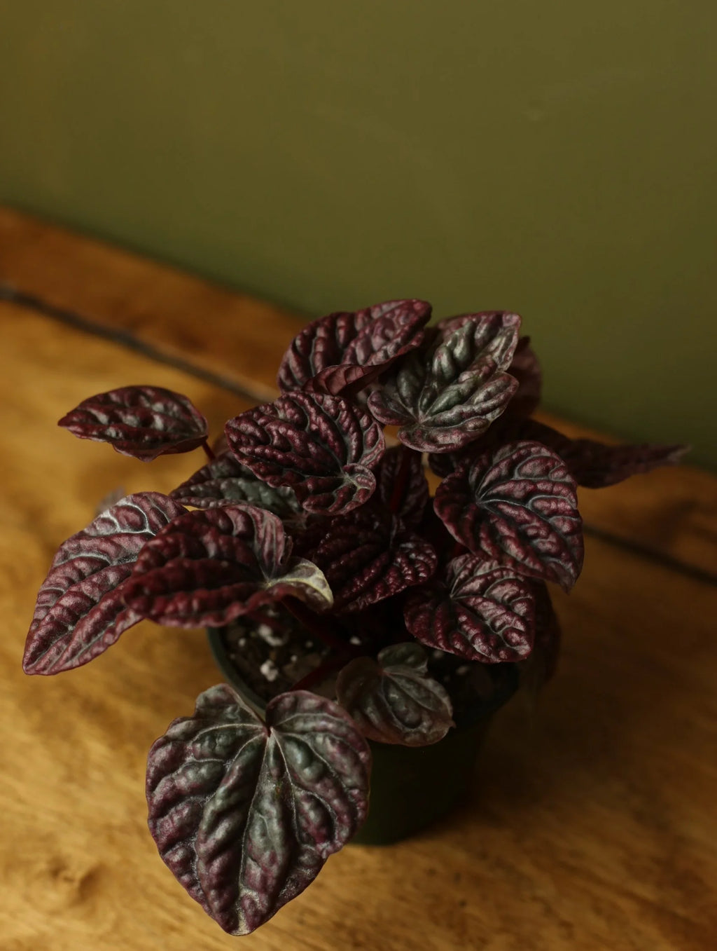 Peperomia Red Ripple 4 Inch