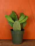 Prickly Pear Cactus 6 inch