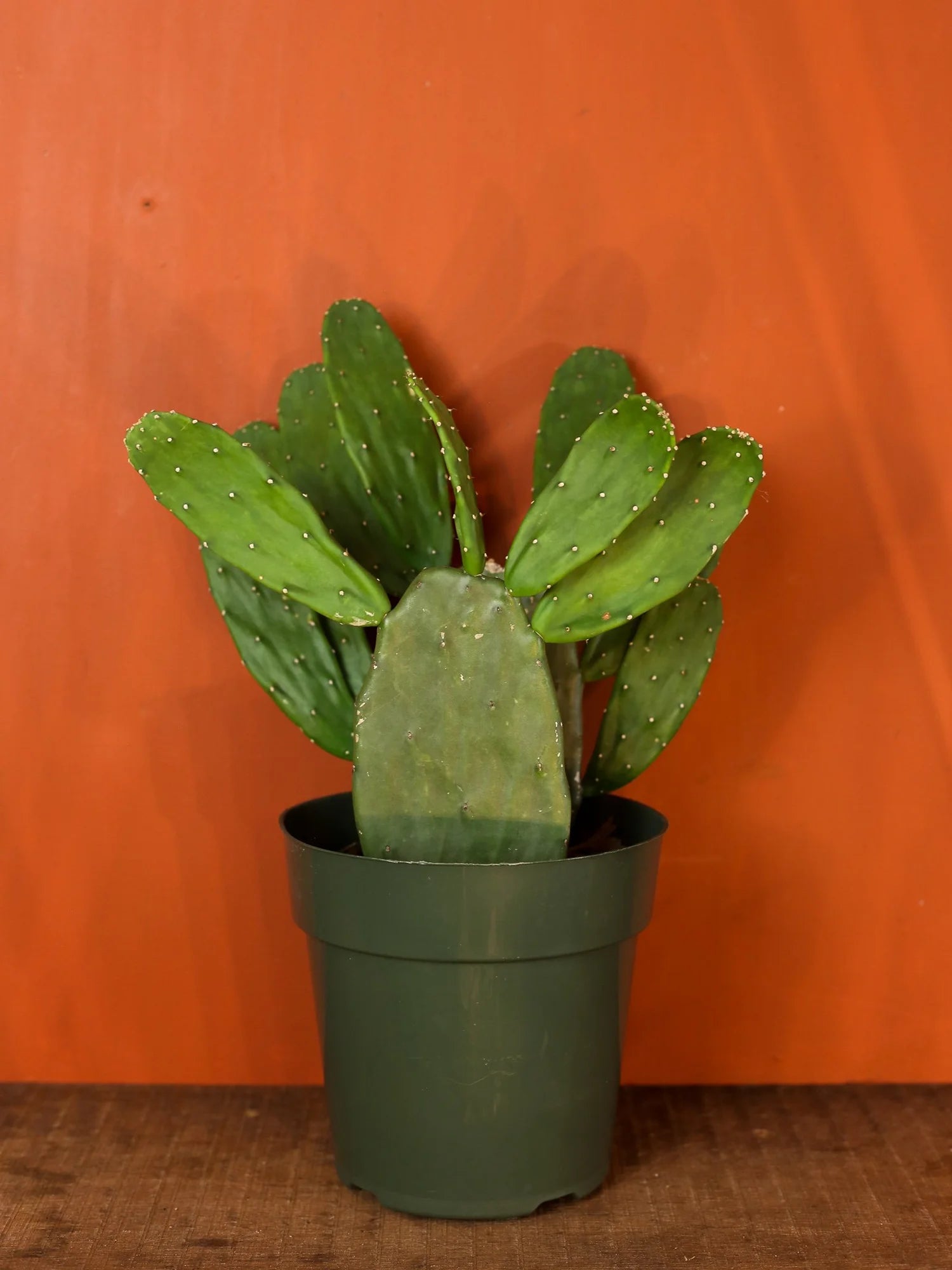 Prickly Pear Cactus 6 inch