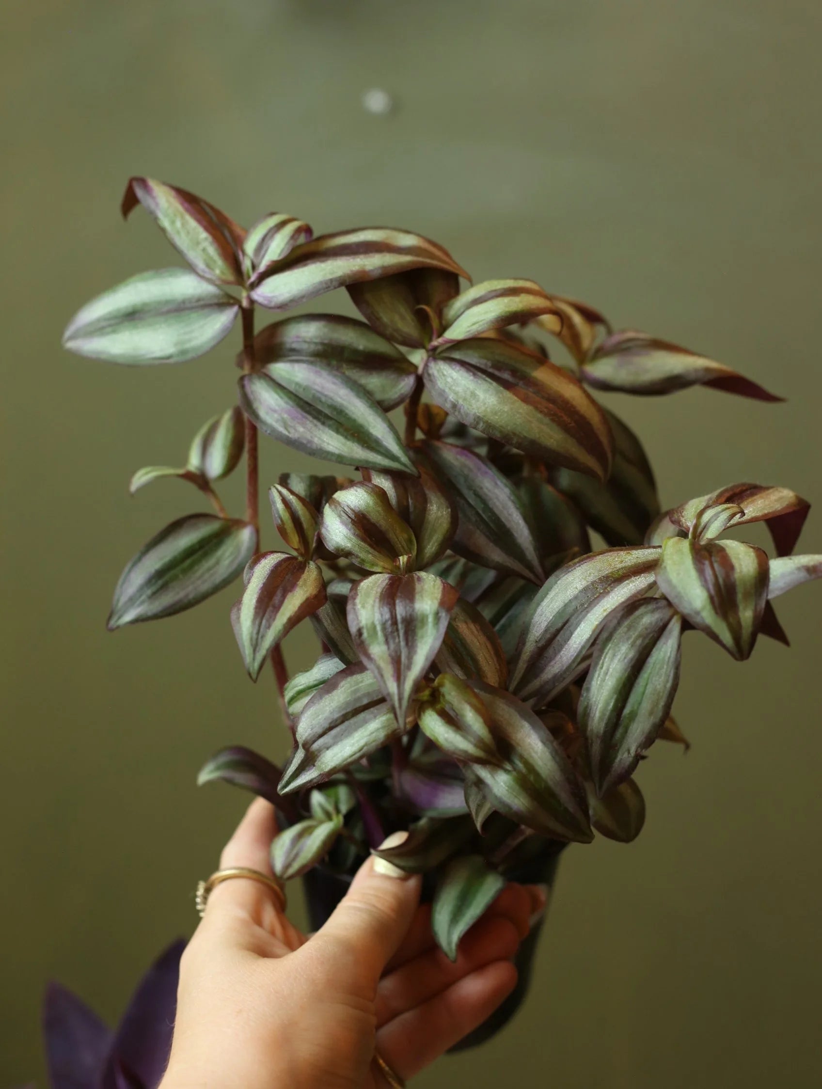 Tradescantia Plants 4 Inch