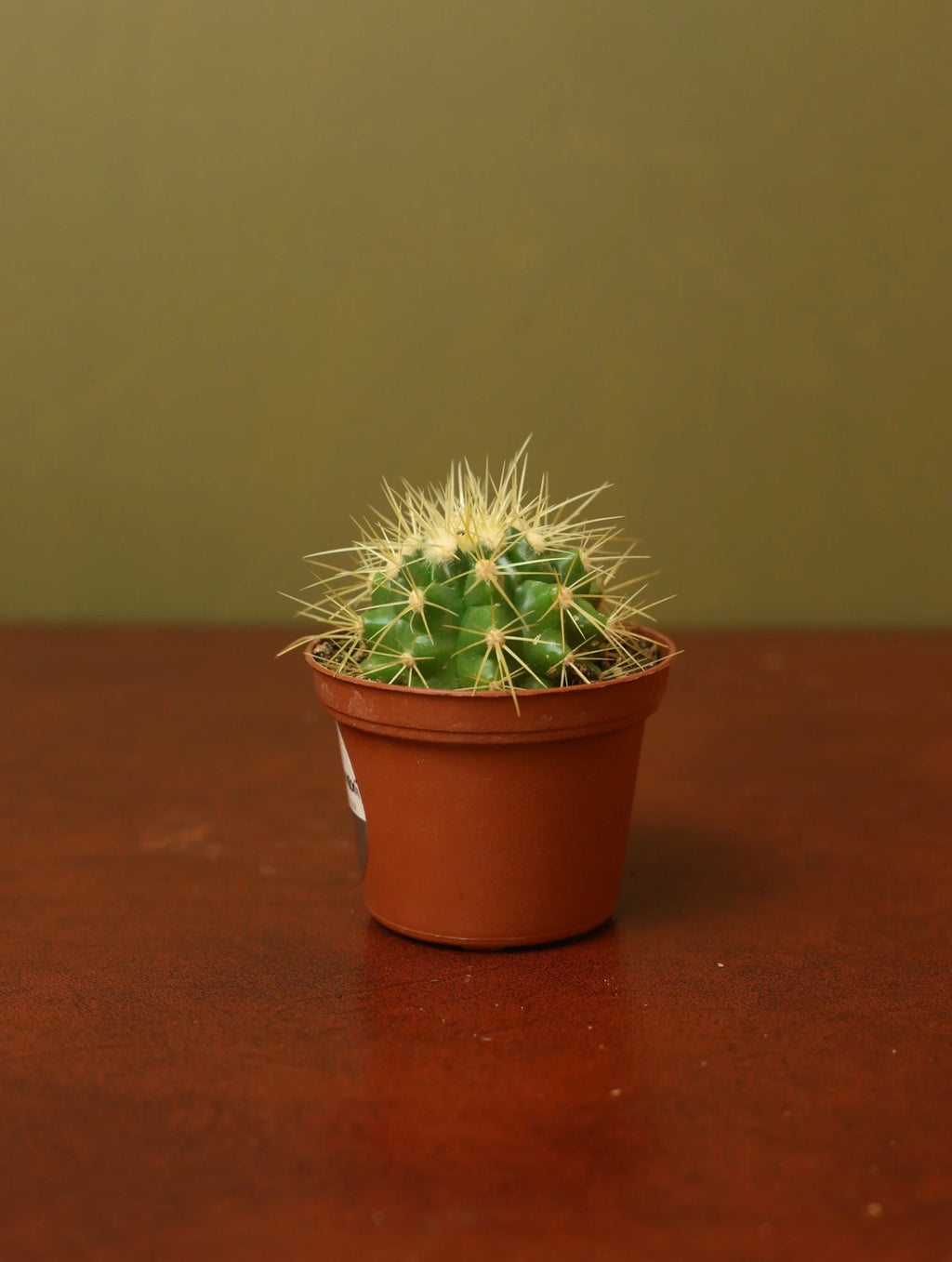 Echinocactus Grusonii 3 Inch