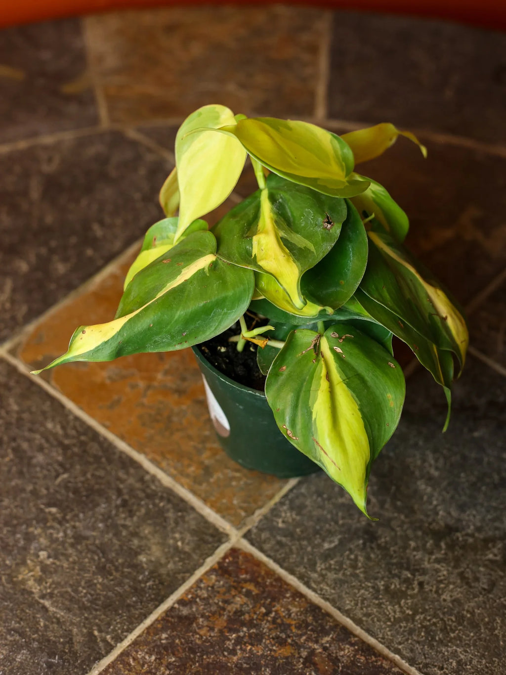 Philodendron Brasil 4 Inch