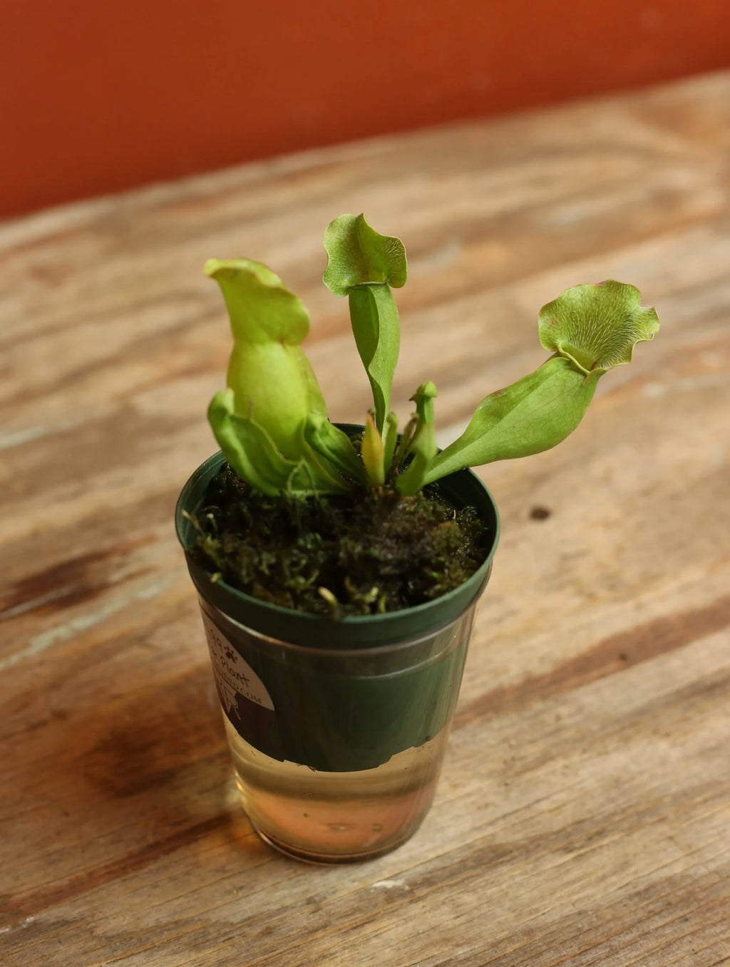 Pitcher Plant 3 Inch