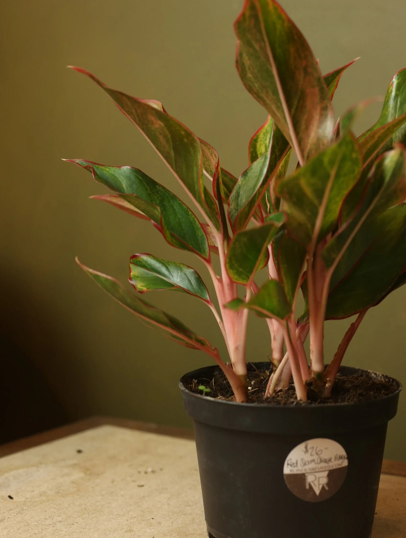Red Siam Chinese Evergreen 6 Inch