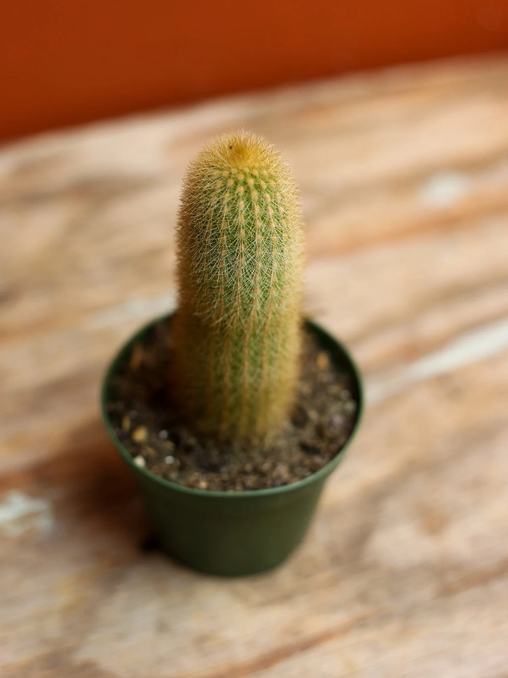 Golden Ball Cactus 4 Inch