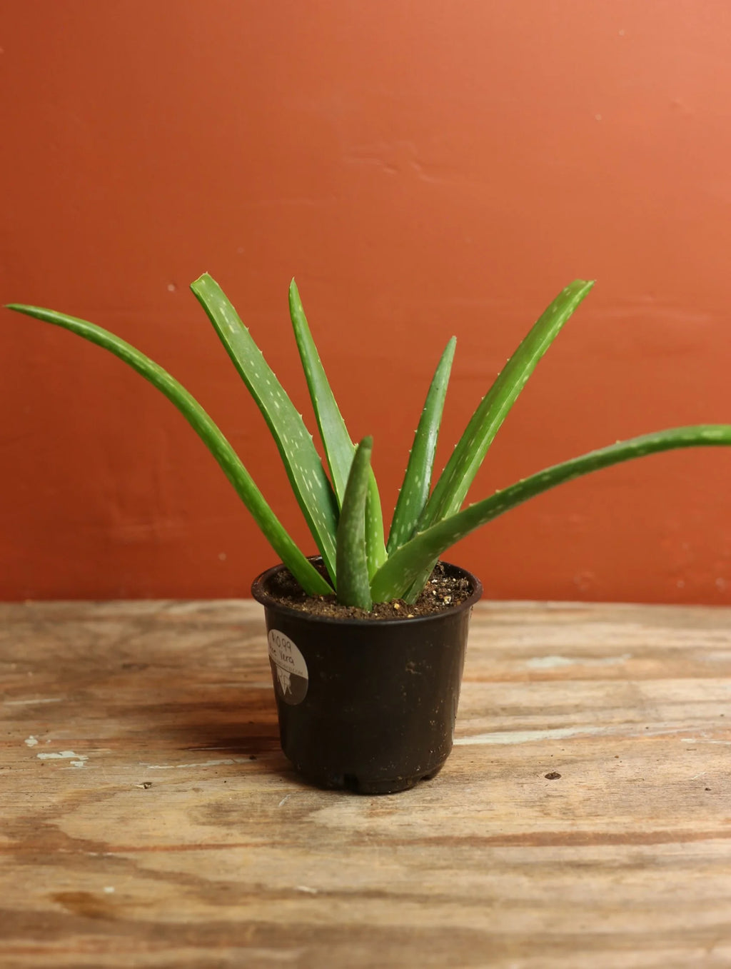 Aloe Vera 4 Inch