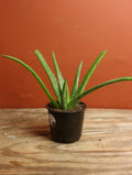 Aloe Vera 4 Inch