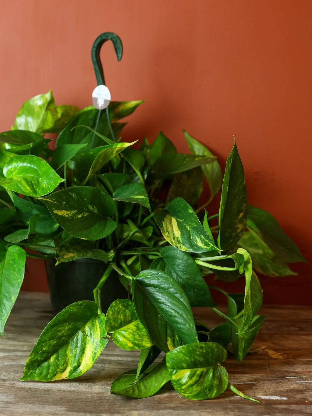 Golden Pothos 8 inch Hanging