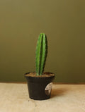 Blue Myrtle Cactus 4 Inch