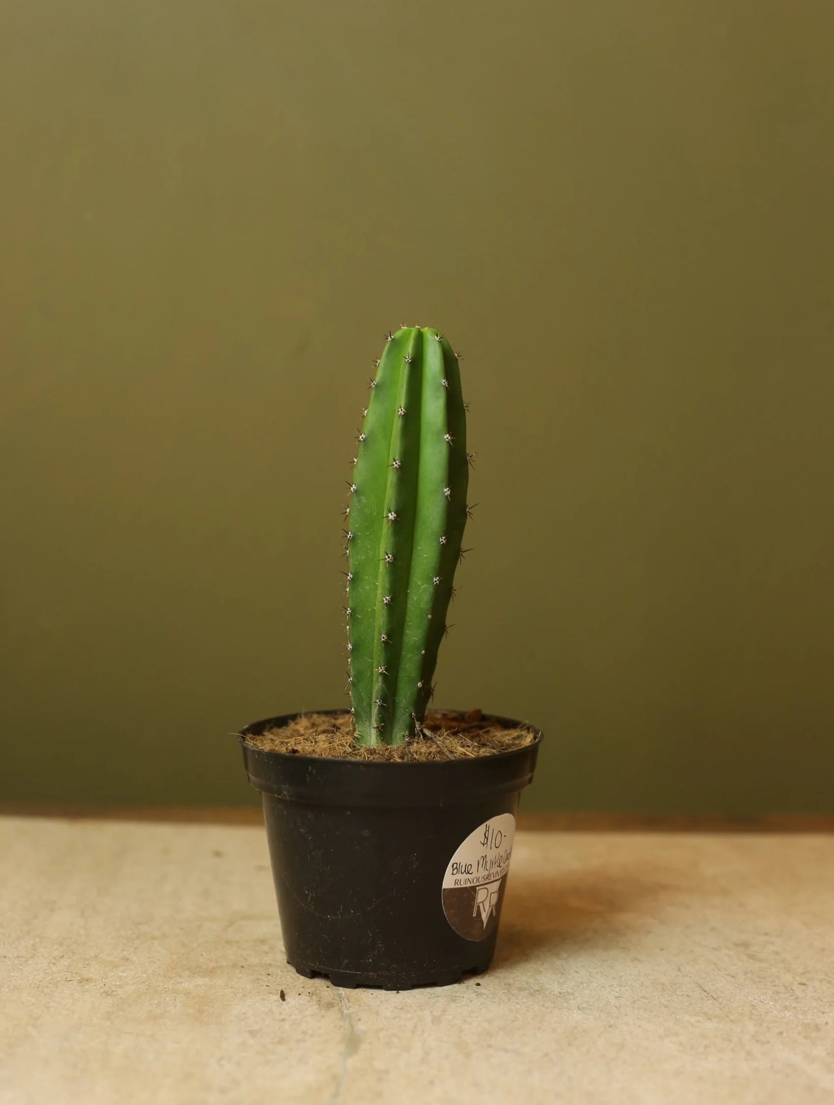 Blue Myrtle Cactus 4 Inch