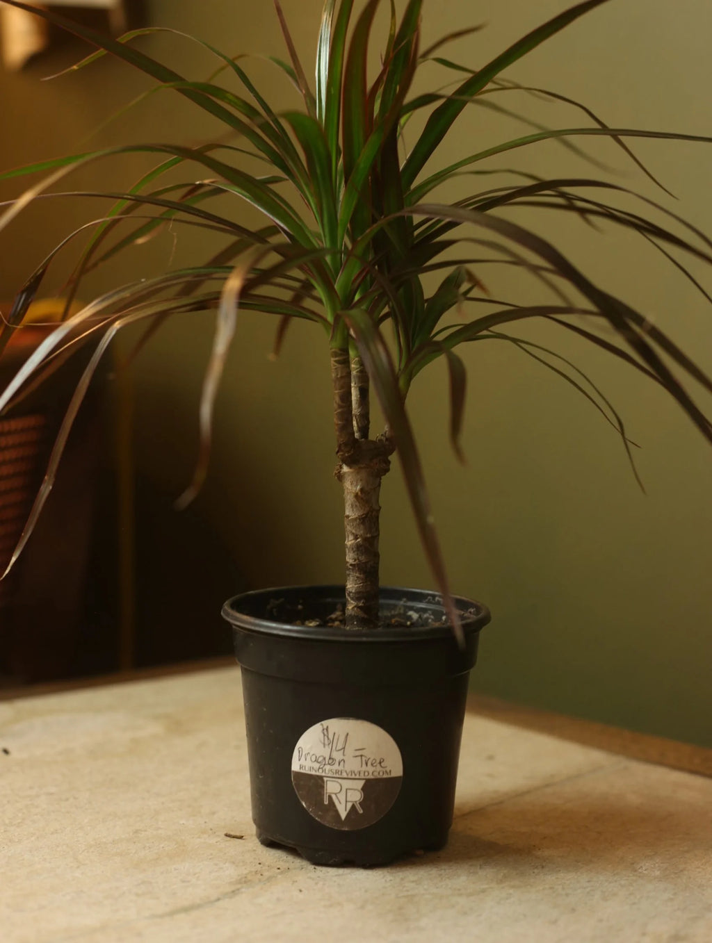 Dragon Tree 4 Inch