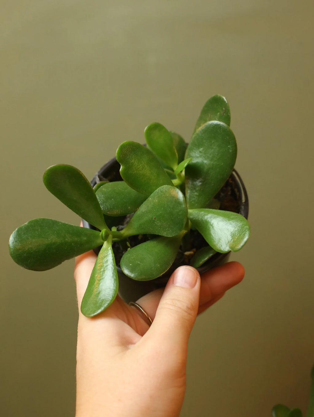Jade Plant 4 Inch