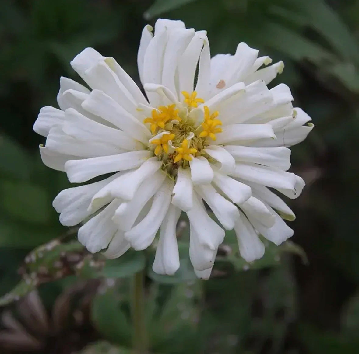 Giant White cactus Zinnia Garden Seeds