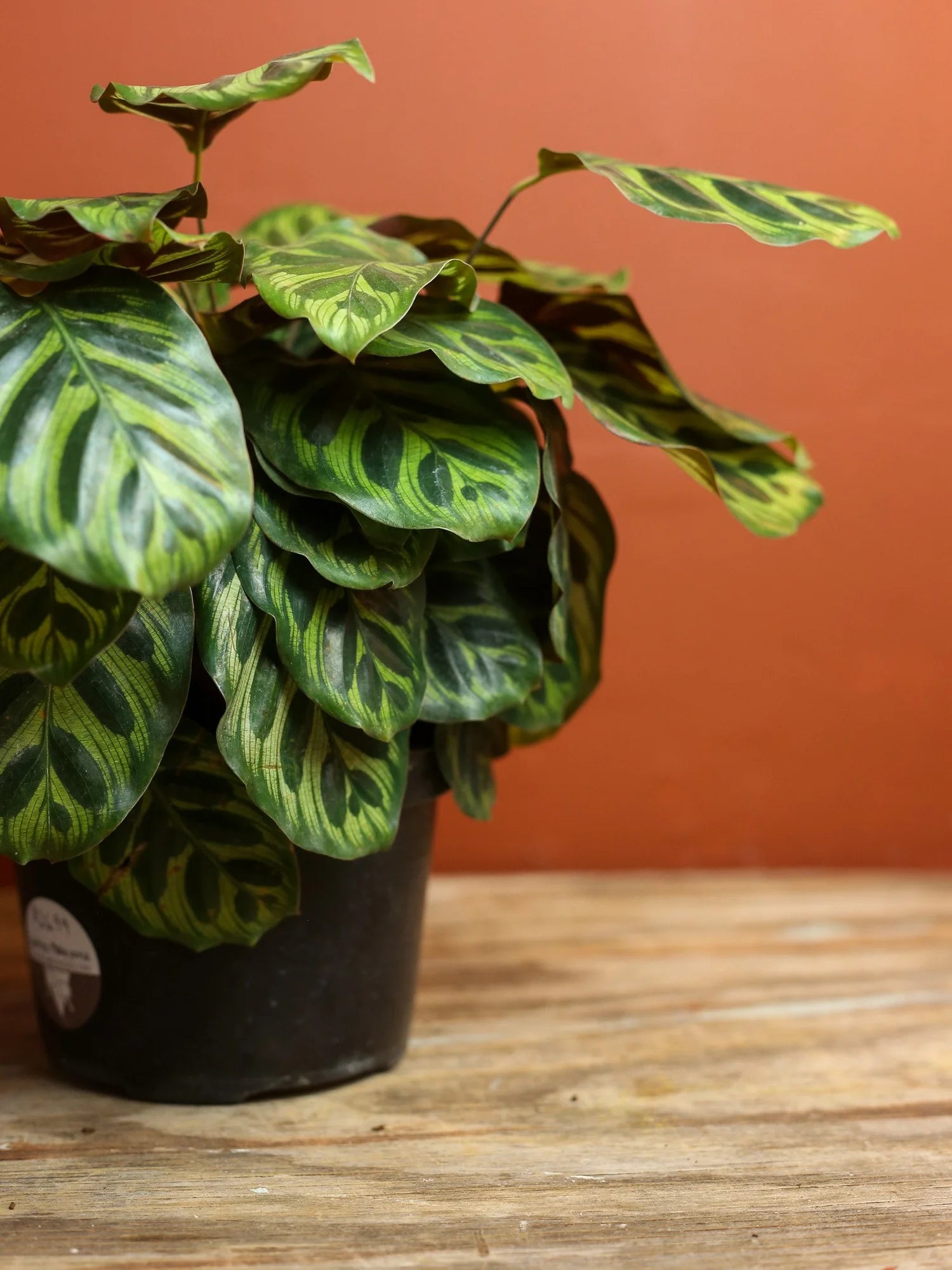 Calathea Makoyana 6 Inch