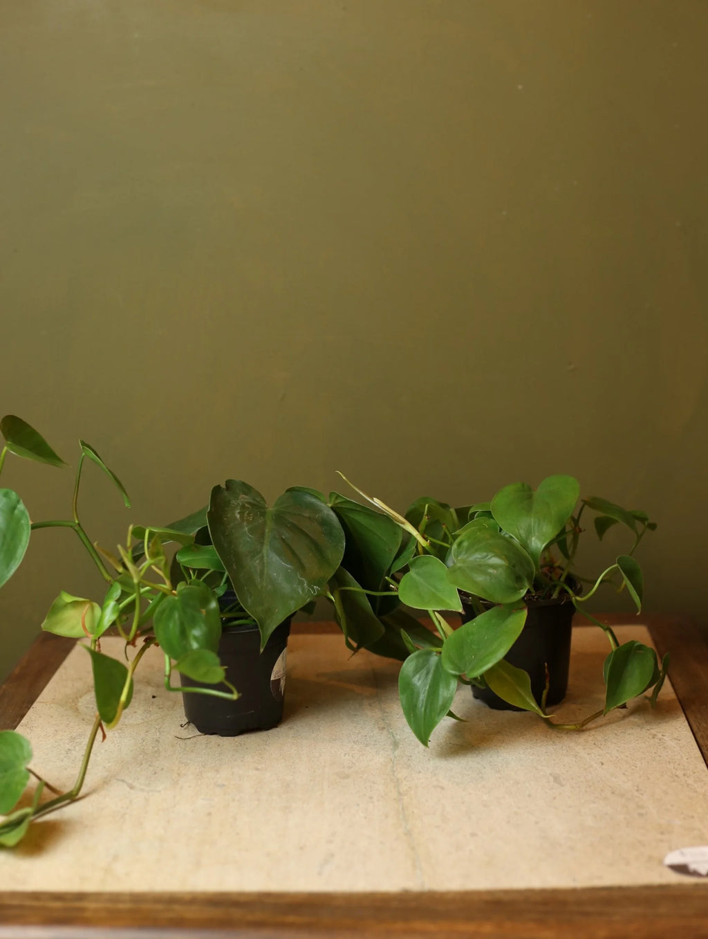 Heart Leaf Philodendron 4 Inch