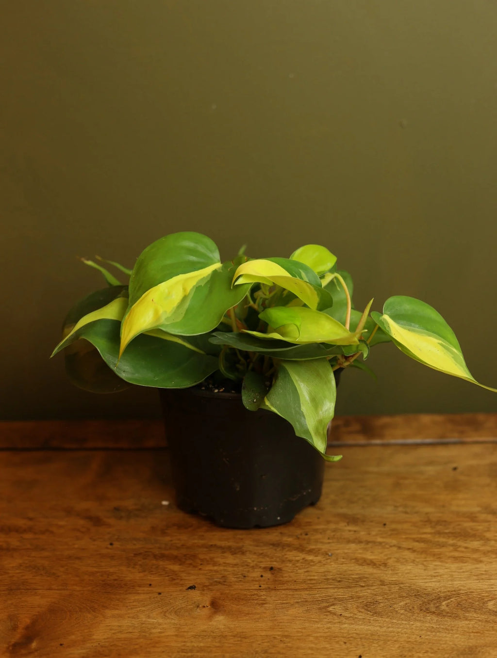 Philodendron Brasil  6 Inch