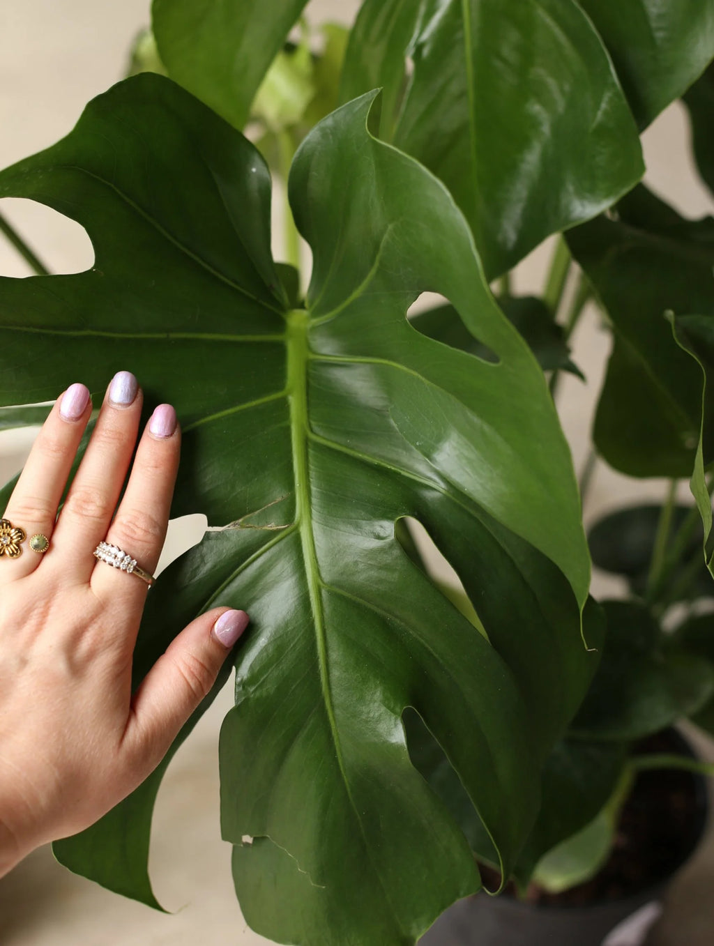 Monstera Deliciosa 10 inch